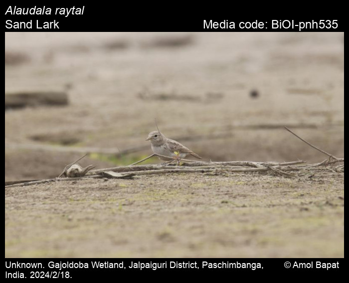 Alaudala raytal (Blyth, 1845) Sand Lark Birds